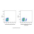 Recombinant CD19 Antibody (Pacific Blue)