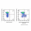 Recombinant EpCAM/CD326 Antibody (PE) 
