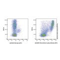 Recombinant Ly6g Antibody (APC)