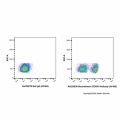 Recombinant CD45R Antibody (AF405)