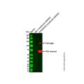 Recombinant DYKDDDDK tag (Binds to Flag tag) Antibody