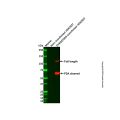 Recombinant DYKDDDDK tag (Binds to Flag tag) Antibody