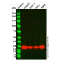 NQO1 Mouse mAb