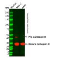 Cathepsin D Mouse mAb
