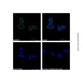 Goat Anti-Mouse IgG H&L (AF488) (Ready to use)
