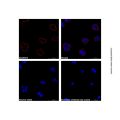 Goat Anti-Mouse IgG H&L (AF568) (Ready to use)