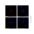 Goat Anti-Mouse IgG H&L (AF594) (Ready to use)