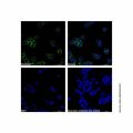 Goat Anti-Rabbit IgG H&L (TRITC) (Ready to use)