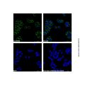 Goat Anti-Rabbit IgG H&L (AF546) (Ready to use)