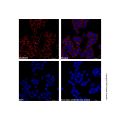 Goat Anti-Rabbit IgG H&L (AF647) (Ready to use)
