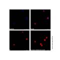 Mouse Anti-Human IgG (AF405)