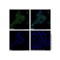 Mouse Anti-Human IgG (AF488)