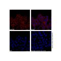 Mouse Anti-Human IgG (AF594)