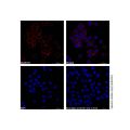 Mouse Anti-Human IgG (AF647)