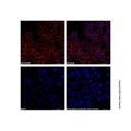Mouse Anti-Human IgG (Biotin)