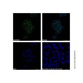 Mouse Anti-Human IgG (FITC)