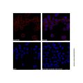 Mouse Anti-Human IgG (PE)