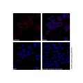 Mouse Anti-Human IgG (APC)