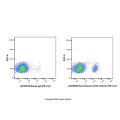 Recombinant CD19 Antibody (PE-Cy7)