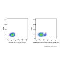 Recombinant CD19 Antibody (Pacific Blue)