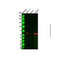 YY1 Mouse mAb