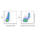 Recombinant CD31 Antibody (AF405)
