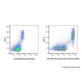 Recombinant CD31 Antibody (AF555)