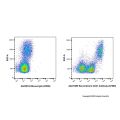 Recombinant CD31 Antibody (AF660)