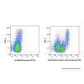Recombinant CD31 Antibody (AF700)