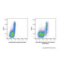 Recombinant CD31 Antibody (Pacific Blue)