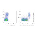 Recombinant CD31 Antibody (PE-Cy7)