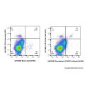 Recombinant CX3CR1 Antibody (AF555)