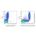 Recombinant CD11c Antibody (AF555)