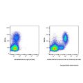 Recombinant CD11c Antibody (AF700)