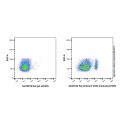 Recombinant CD8α Antibody (AF405)