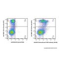 Recombinant F4/80 Antibody (AF488)