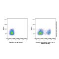 Recombinant CD90.2/Thy1.2 Antibody (AF405)
