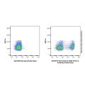 Recombinant CD90.2/Thy1.2 Antibody (Pacific Blue)