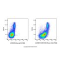ICAM1/CD54 Mouse mAb (AF488)