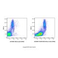 ICAM1/CD54 Mouse mAb (AF594)