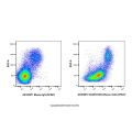 ICAM1/CD54 Mouse mAb (AF647)