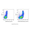 ICAM1/CD54 Mouse mAb (FITC)
