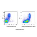 ICAM1/CD54 Mouse mAb (PE-Cy5)