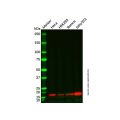 Recombinant p18 INK4c/CDKN2C Antibody