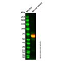 Recombinant LCAT Antibody
