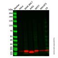 Recombinant Calmodulin 1/2/3 Antibody