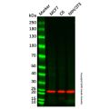 Recombinant BTG1 Antibody