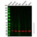 RAB21 Mouse mAb 