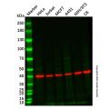 Recombinant GSK3 beta Antibody