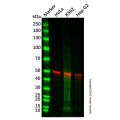 Recombinant GSK3 alpha Antibody